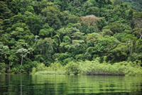 A lo largo de la costa del Choc Biogeogrfico, el bosque hmedo tropical y los manglares an se encuentran bien conservados.