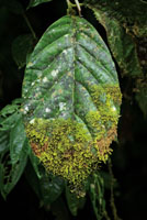 La alta humedad en la selva permite que musgos y lquenes colonicen cualquier tipo de sustrato, incluyendo el follaje de plantas del sotobosque.