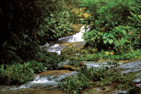 Cualquier espacio disponible, incluso los cauces de pequeas quebradas, son colonizados por la vegetacin. Tutunend en las cercanas de Quibd.