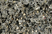 Al perforar la roca blanda de los acantilados, bivalvos y gusanos marinos contribuyen a la erosin del litoral.