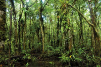 Bosque de mangle piuelo.