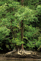 Los mangles, piuelo, nato y rojo, ocupan espacios diferentes en el manglar y sirven de soporte para gran variedad de plantas epfitas, entre ellas orqudeas y bromelias.
