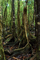 Los mangles, piuelo, nato y rojo, ocupan espacios diferentes en el manglar y sirven de soporte para gran variedad de plantas epfitas, entre ellas orqudeas y bromelias.