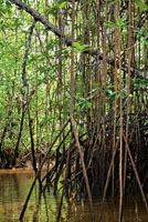 Los mangles, piuelo, nato y rojo, ocupan espacios diferentes en el manglar y sirven de soporte para gran variedad de plantas epfitas, entre ellas orqudeas y bromelias.