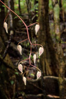 Los mangles, piuelo, nato y rojo, ocupan espacios diferentes en el manglar y sirven de soporte para gran variedad de plantas epfitas, entre ellas orqudeas y bromelias.