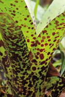 Los mangles, piuelo, nato y rojo, ocupan espacios diferentes en el manglar y sirven de soporte para gran variedad de plantas epfitas, entre ellas orqudeas y bromelias.