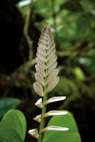 Los mangles, piuelo, nato y rojo, ocupan espacios diferentes en el manglar y sirven de soporte para gran variedad de plantas epfitas, entre ellas orqudeas y bromelias.