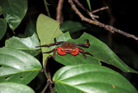 La elevada humedad del sotobosque permite que varias especies de cangrejos marinos incursionen en la selva de la zona costera en busca de alimento.