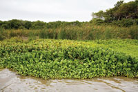 Los humedales de los terrenos bajos, son ocupados por plantas flotantes y en sus orillas abundan pastos acuticos. Este es el hbitat de caimanes y de varias especies de aves zancudas y playeras.