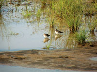 Los humedales de los terrenos bajos, son ocupados por plantas flotantes y en sus orillas abundan pastos acuticos. Este es el hbitat de caimanes y de varias especies de aves zancudas y playeras.