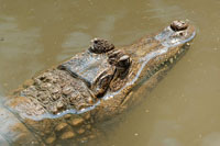 Los humedales de los terrenos bajos, son ocupados por plantas flotantes y en sus orillas abundan pastos acuticos. Este es el hbitat de caimanes y de varias especies de aves zancudas y playeras.