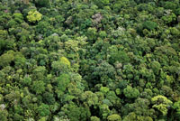 El dosel de la selva hmeda de tierras bajas.