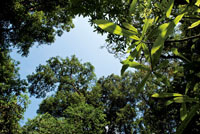 La vegetacin de la selva est estratificada verticalmente segn los gradientes de humedad y luz.