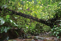 La vegetacin de la selva est estratificada verticalmente segn los gradientes de humedad y luz.