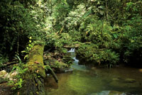 La vegetacin de la selva est estratificada verticalmente segn los gradientes de humedad y luz.
