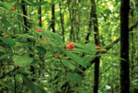 En las zonas poco iluminadas del sotobosque predominan los arbustos pequeos, las plantas rastreras, los helechos y los hongos.