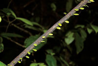 En las zonas poco iluminadas del sotobosque predominan los arbustos pequeos, las plantas rastreras, los helechos y los hongos.