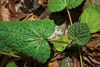 En las zonas poco iluminadas del sotobosque predominan los arbustos pequeos, las plantas rastreras, los helechos y los hongos.