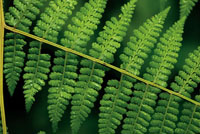 En las zonas poco iluminadas del sotobosque predominan los arbustos pequeos, las plantas rastreras, los helechos y los hongos.