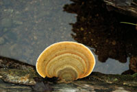 En las zonas poco iluminadas del sotobosque predominan los arbustos pequeos, las plantas rastreras, los helechos y los hongos.