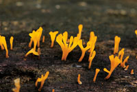 En las zonas poco iluminadas del sotobosque predominan los arbustos pequeos, las plantas rastreras, los helechos y los hongos.