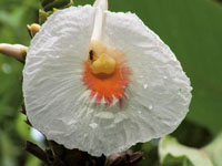 Las flores llamativas de Dimerocostus sp., un pariente del jengibre, atraen a los insectos polinizadores necesarios para su fertilizacin.