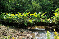 Un tronco cado en una zona bien iluminada, constituye un sustrato ideal para el crecimiento de anturios, orqudeas y otras plantas epfitas.