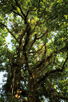 rbol de aspav cubierto de lianas y bromelias.