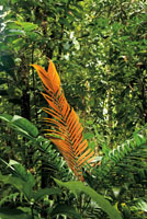 La coloracin rojiza y el mal sabor de las hojas jvenes de las palmas, sirven para repeler a los herbvoros.