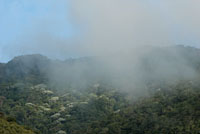 La abundancia de epfitas y los yarumos plateados, son caractersticos de los bosques nublados de las tierras altas.