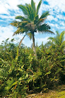 Helechales de matatigre, Acrostichum aureum, formacin vegetal riberea que constituye un hbitat para varias especies de fauna.