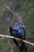 Colibr Lepidopiga liliae, endmico de los manglares de la Cinaga Grande de Santa Marta.
