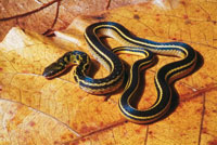 Serpiente Liophis melanotus.