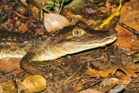 Babilla, Caiman crocodylus.