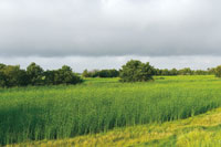 En las llanuras deltaicas y riberas de los caos de la desembocadura del ro Sin se han desarrollado la ganadera y la agricultura.