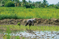 El cultivo del arroz es una de las prcticas agrcolas ms extendidas en los suelos mal drenados de los planos deltaicos.