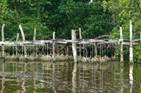 Cultivo artesanal de ostras Crassostrea rhizophorae en la Cinaga de Mestizos.