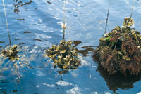 El cultivo de ostras y otros bivalvos filtradores es una de las prcticas ms rentables y ambientalmente amigables en los estuarios.