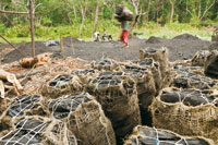La madera del mangle es comnmente utilizada para elaborar carbn vegetal