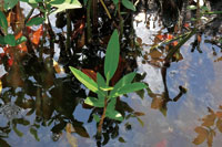 Plntula de mangle rojo, Rhizophora mangle.