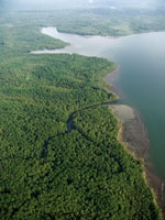 Laberinto de manglares en la desembocadura del ro Sanquianga.