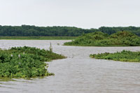 Islas de vegetacin flotante derivan con la corriente hacia el Golfo de Urab.