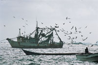 La pesca industrial en el norte del Golfo de Urab se beneficia de la productividad biolgica del estuario.