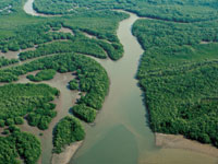 Los distributarios y canales de marea forman un complejo laberinto de hbitats en el delta del Patianga.