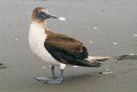 Pjaro bobo, Sula nebooxi.