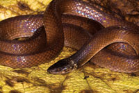 Serpiente, Clelia clelia.