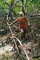 Piangera de los manglares en el delta del Mira.