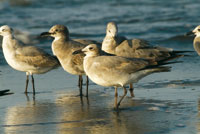 Gaviotas juveniles en una playa del Pacfico colombiano.