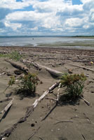 Tanto el ro como el mar arrojan sobre la playa del delta sedimentos y restos vegetales