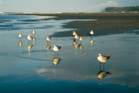 La influencia de la marea crea un ambiente inestable y una frontera idefinida entre el mar y la tierra.